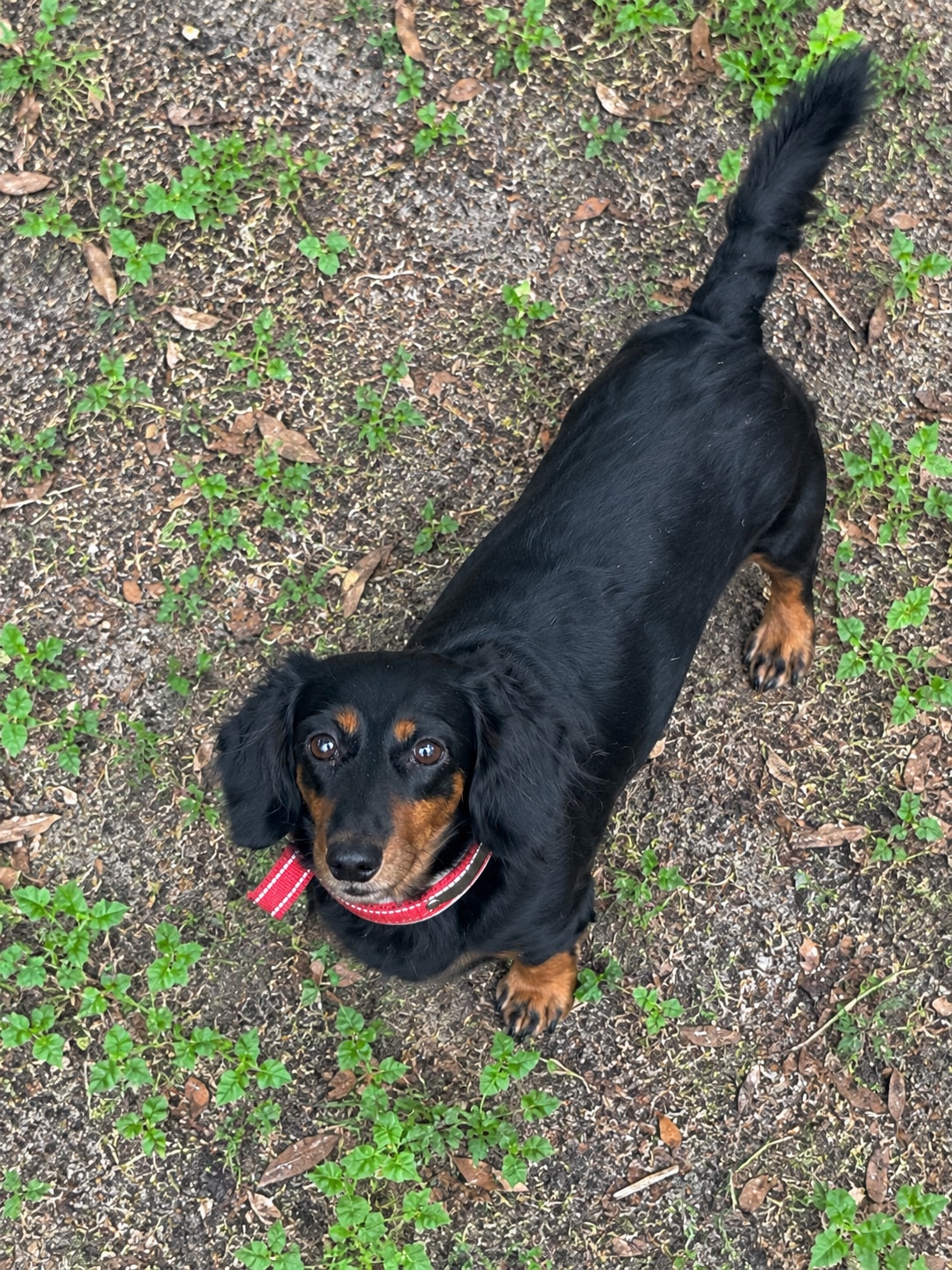 Snickers, black and tan long coat dachshund