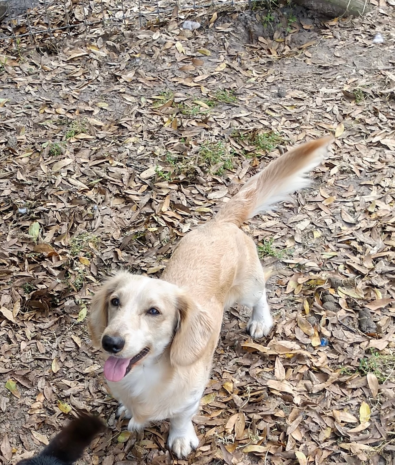 Gator, cream long coat dachshund