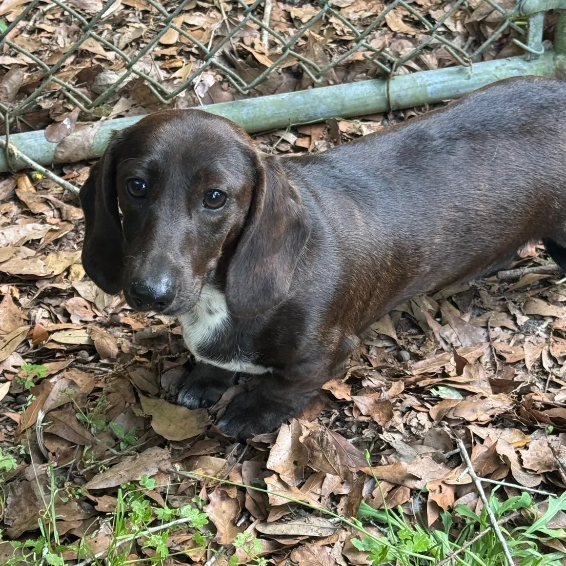 Ivy, brindle smooth coat dachshund