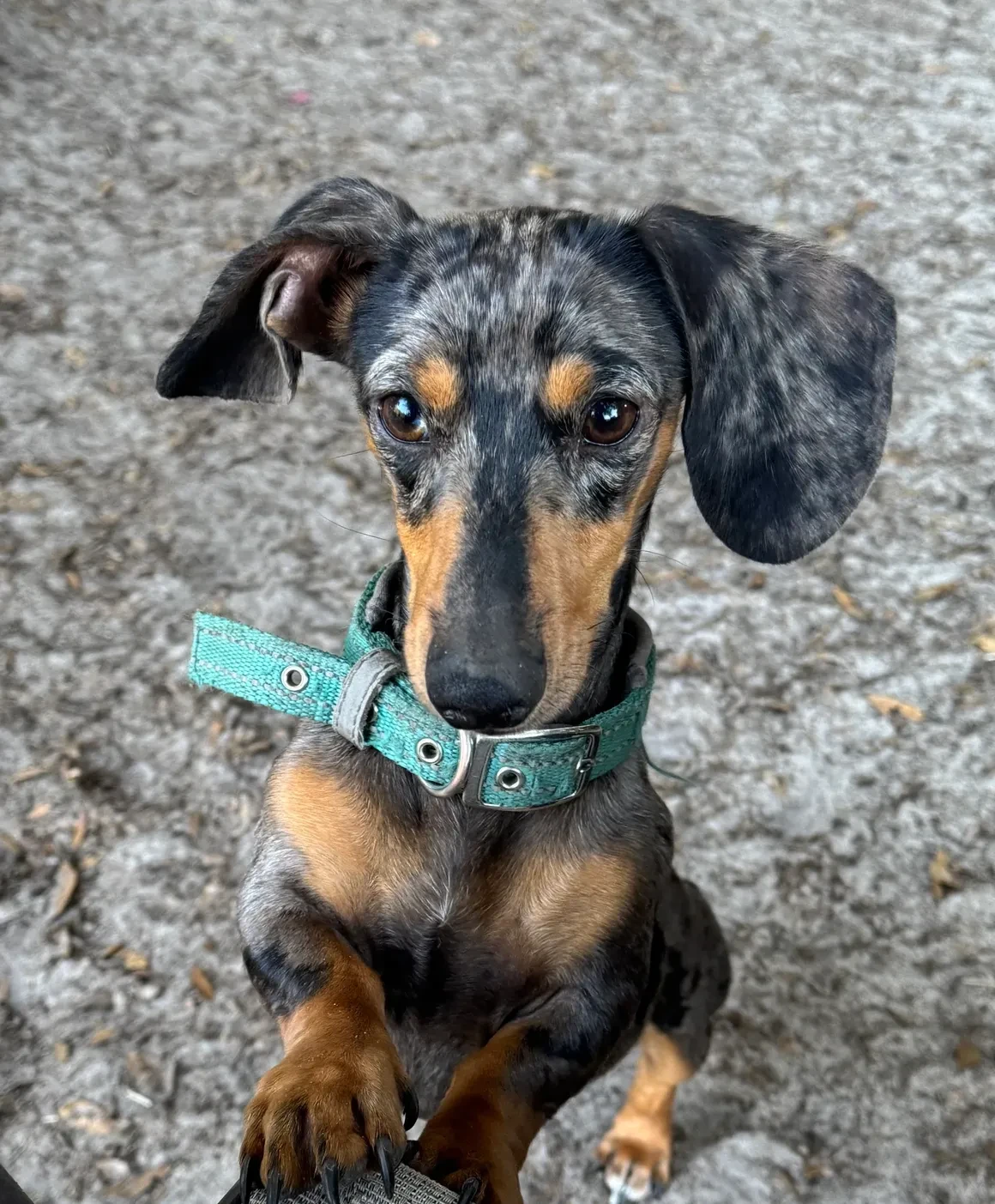 Elvis, silver dapple smooth coat dachshund