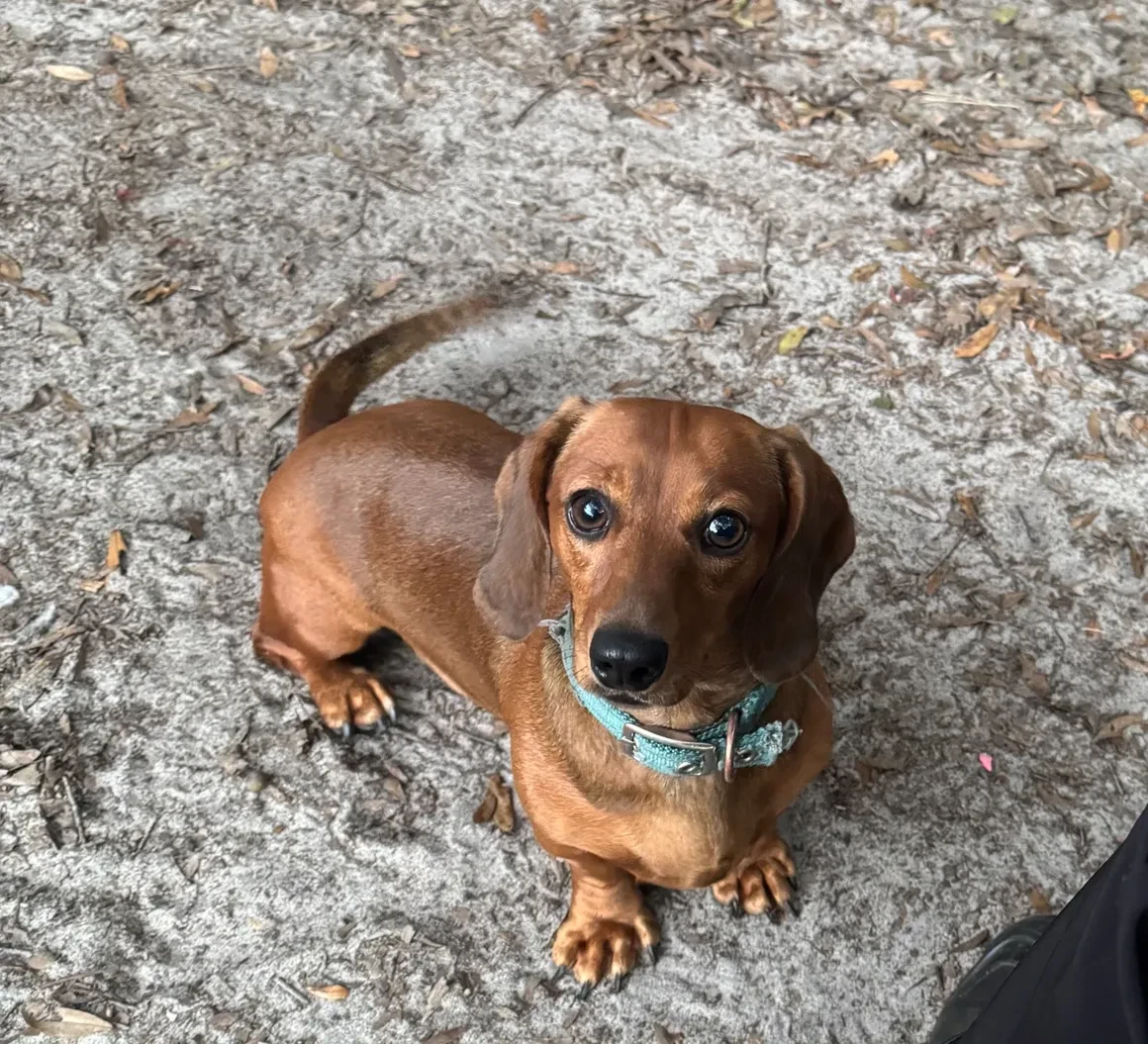 Linda, red smooth coat dachshund