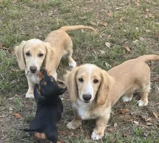 Twinkie and Peaches, cream long coat dachshunds