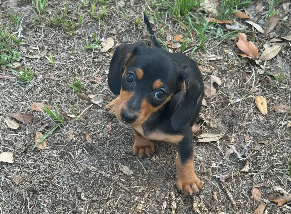 Tootsie, black and tan smooth coat dachshund