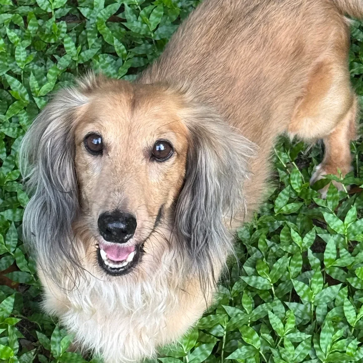 Otis, shaded cream long coat dachshund