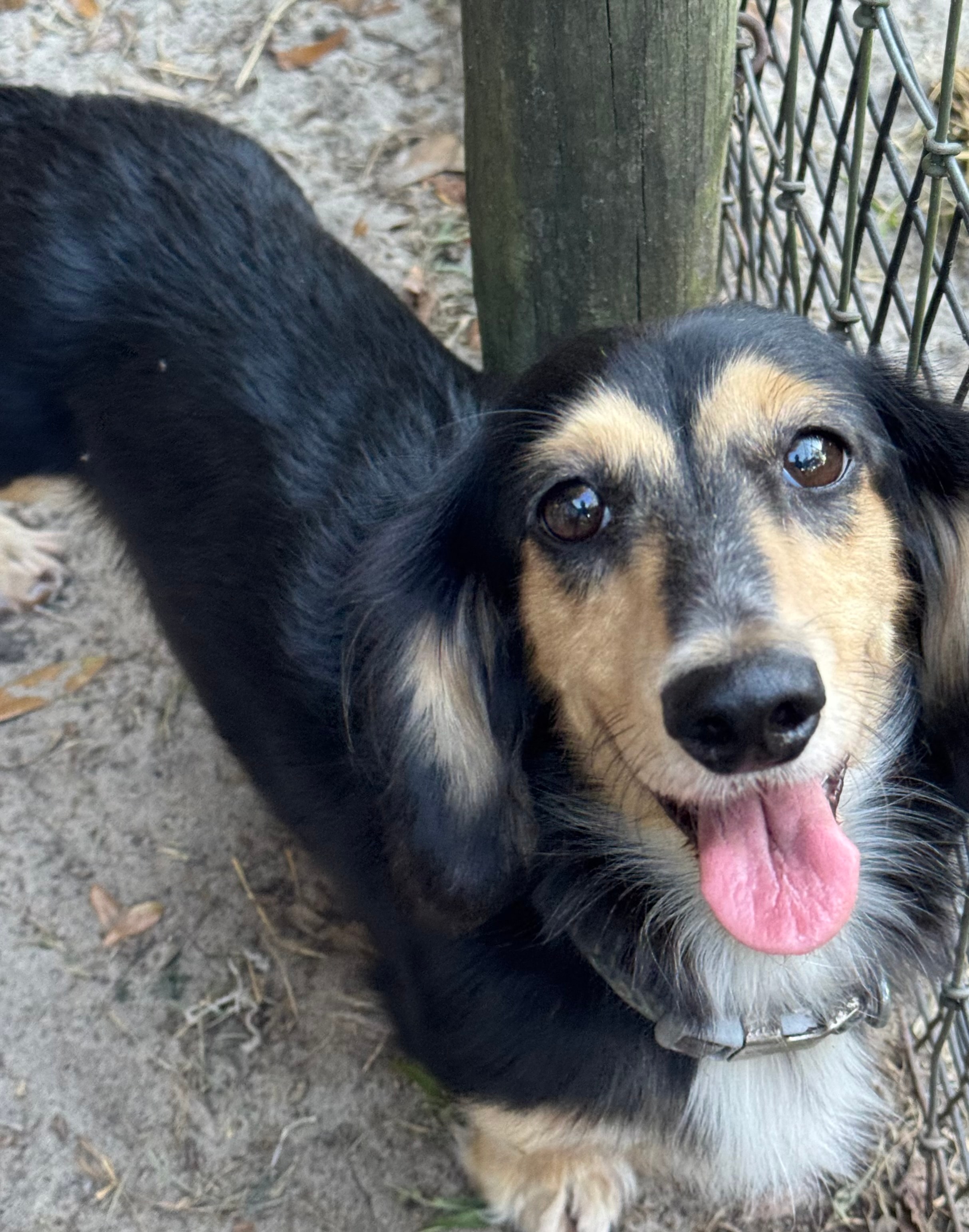 Foxy, black and cream long coat dachshund