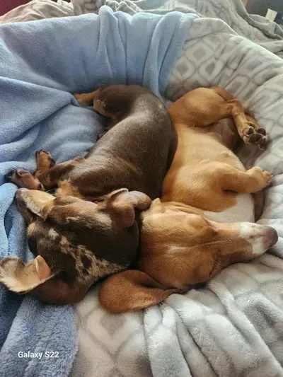 Two dachshund puppies snuggling on a blanket
