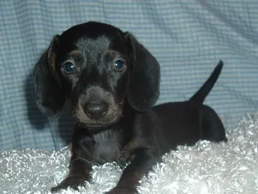 Black dapple dachshund