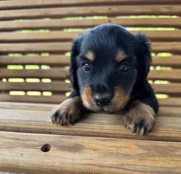 Black and tan dachshund on bench
