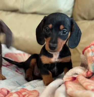 Black and tan dachshund puppy