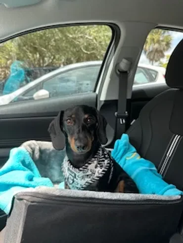 Dachshund in car seat
