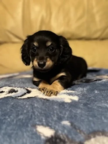Black and tan longhair dachshund