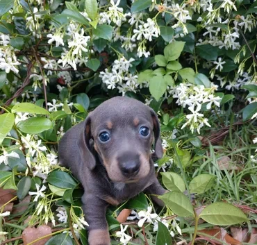 Blue and tan dachshund with flowers