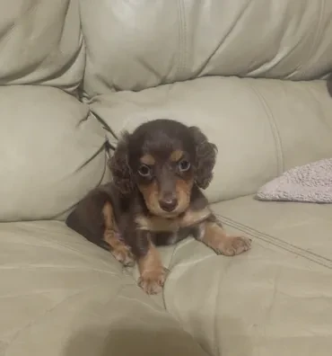 Chocolate longhair dachshund