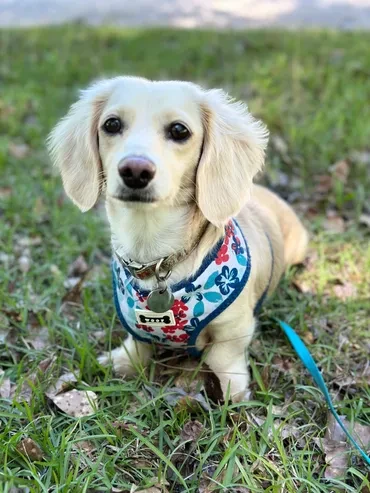 Cream dachshund with floral harness
