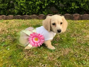 Cream dachshund in flower outfit