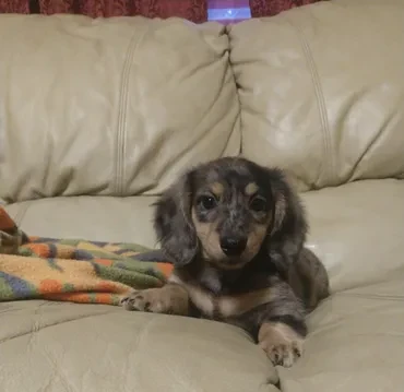 Dapple dachshund on couch